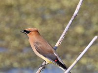 cedar-waxwing-07D2 1240