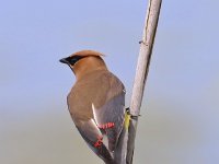 cedar-waxwing-7D2 0935