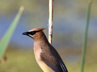 cedar-waxwing-7D2 1251