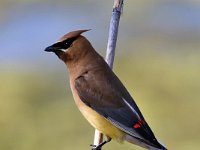 cedar-waxwing-7D2 1271