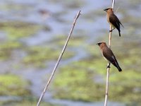 cedar-waxwing-7D2 1632