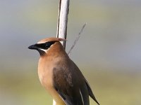 cedar-waxwing-7D2 1649