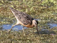 dowitcher--7D2 1551