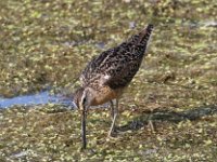 dowitcher--7D2 1560