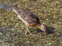 dowitcher--7D2 1573