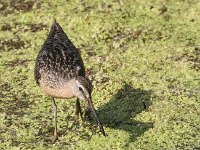 dowitcher--7D2 1592