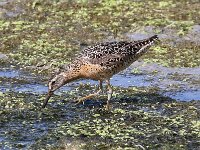 dowitcher-7D2 1389