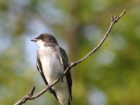 eastern-kingbird-7D2 1667