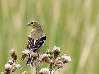 female-goldfinch-7D2 0873