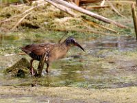 virginia rail-7D2 0945