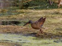 virginia rail-7D2 0968