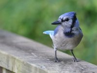 blue-jay-7D2 7689