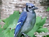 blue-jay-7D2 7699