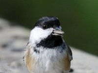 chickadee-7D2 7807