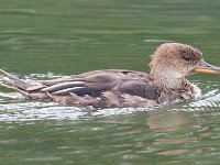 merganser -7D2 8074