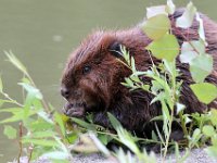 beaver-7D2 8543