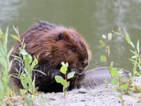 beaver-7D2 8585