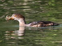 merganser-7D2 9319