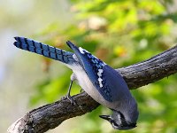 blue-jay-7D2 1024