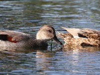 gadwall-7D2 1130