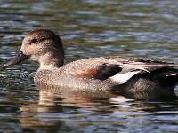 gadwall-7D2 1139