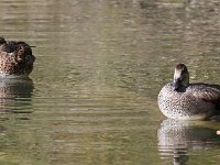 gadwall-7D2 1231