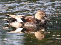 gadwall-7D2 1316