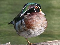 wood-duck-7D2 0927