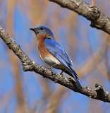 1: Eastern bluebird-7D2_6577