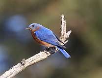 2: Eastern bluebird-7D2_6707