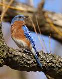 5: Eastern bluebird-7D2_6814