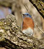 3: Eastern bluebird-7D2_6907