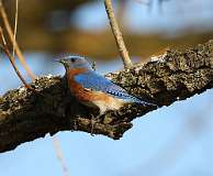 4: Eastern bluebird-7D2_7020