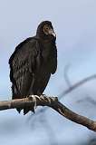 1: Black vulture-7D2_0147