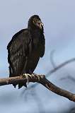 2: Black vulture-7D2_0150