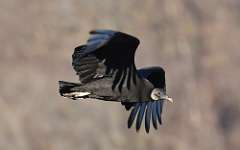 4: Black vulture-7D2_0216