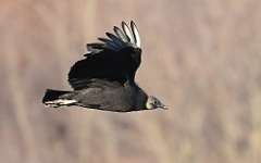 5: Black vulture-7D2_0219