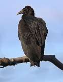 3: Black vulture-7D2_0228