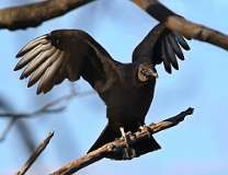 6: Black vulture-7D2_0247