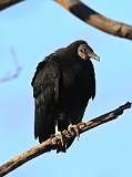 7: Black vulture-7D2_0304