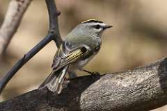 1: Golden-crowned Kinglet-7D2_7789