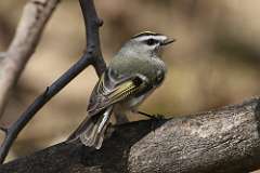 2: Golden-crowned Kinglet-7D2_7793