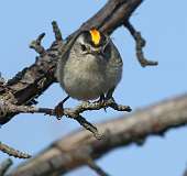 3: Golden-crowned kinglet-7D2_8919