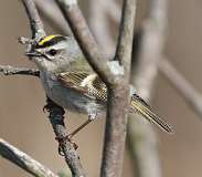 4: Golden-crowned kinglet-7D2_8967