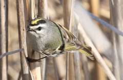 5: Golden-crowned kinglet-7D2_8990