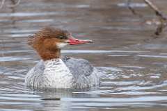 1: female-common-merganser-7D2_1795