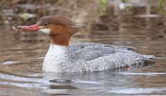 2: female-common-merganser-7D2_1846