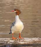 3: female-common-merganser-7D2_1954