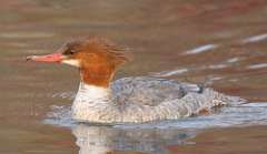 4: female-common-merganser-7D2_2009