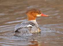 5: female-common-merganser-7D2_2036